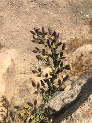 Haplopappus parvifolius