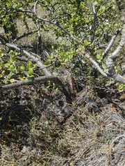 Bursera schlechtendalii