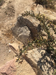 Haplopappus parvifolius