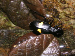 Oxycheila tristis