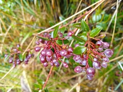 Vaccinium floribundum