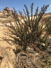 Haplopappus parvifolius