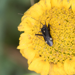 Closterotomus ventralis