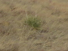 Yucca glauca