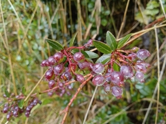 Vaccinium floribundum