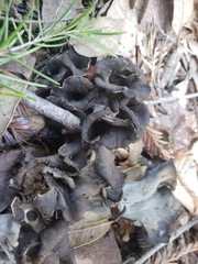 Craterellus calicornucopioides