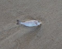 Haemulopsis corvinaeformis