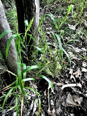 Elymus virginicus virginicus