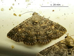Heteropalpia cortytoides