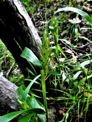 Elymus virginicus virginicus