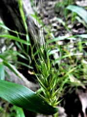 Elymus virginicus virginicus