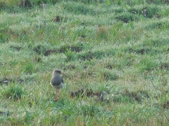 Vanellus resplendens