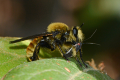 Laphria engelhardti