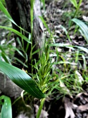 Elymus virginicus virginicus