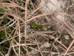 Zoniopoda tarsata