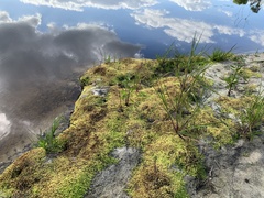 Micranthemum umbrosum