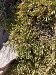 Trifolium andinum