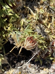 Trifolium andinum