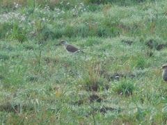 Vanellus resplendens