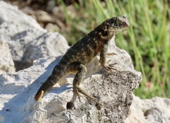 Leiocephalus carinatus