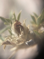 Trifolium andinum