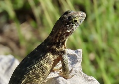 Leiocephalus carinatus