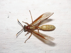 Apoica gelida