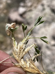 Trifolium andinum