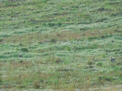 Vanellus resplendens