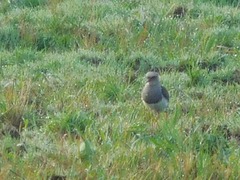 Vanellus resplendens