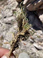 Trifolium andinum
