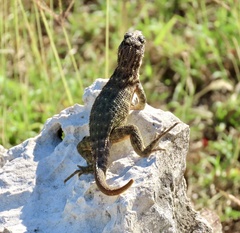 Leiocephalus carinatus