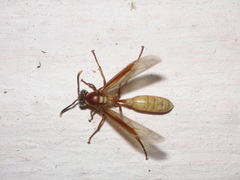 Apoica gelida