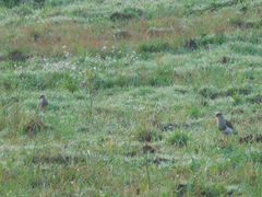 Vanellus resplendens