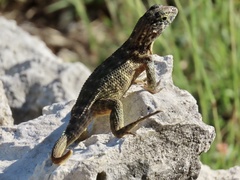 Leiocephalus carinatus