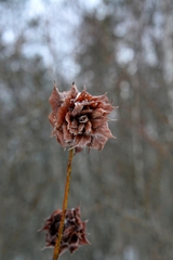 Rabdophaga rosaria
