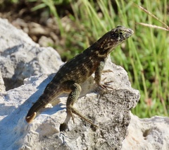 Leiocephalus carinatus