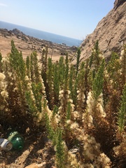 Pleocarphus revolutus