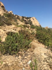 Pleocarphus revolutus