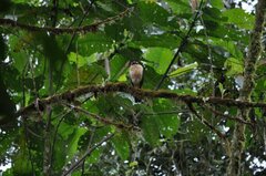 Micrastur ruficollis