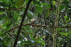 Micrastur ruficollis