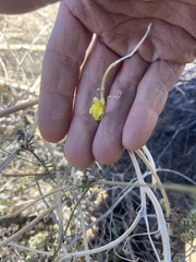 Neogaerrhinum filipes