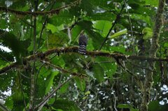 Micrastur ruficollis