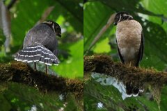 Micrastur ruficollis