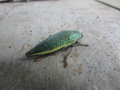 Psiloptera