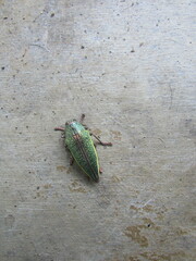 Psiloptera