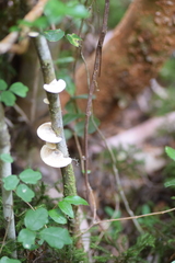 Marasmiellus alliiodorus