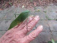 Steirodon