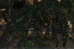 Leiothlypis ruficapilla