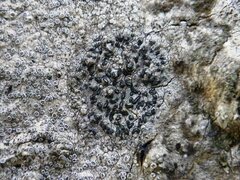 Opegrapha